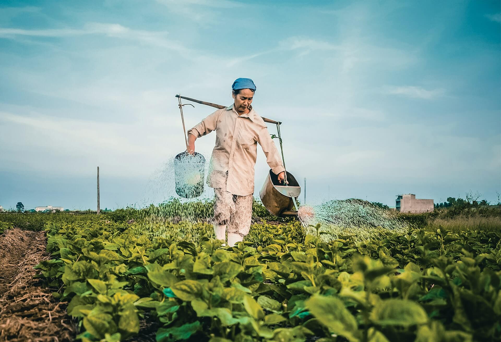 Asian farmer working the land